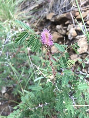 Mimosa dysocarpa