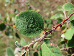 Cotoneaster pyrenaicus