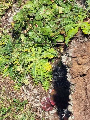 Sonchus ustulatus, photograph 4