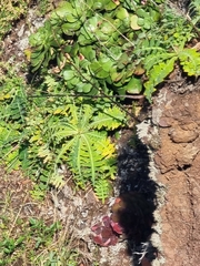 Sonchus ustulatus, photograph (c) Vítor Jorge, some rights reserved (CC BY)