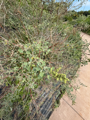 Chenopodium oahuense observed 2025-05-03