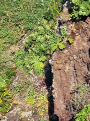 Sonchus ustulatus, photograph (c) Vítor Jorge, some rights reserved (CC BY)