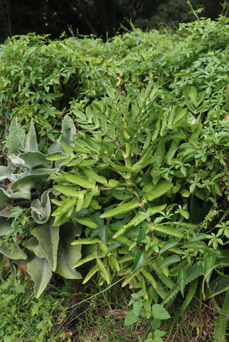 Image of Kalanchoe prolifera by (c) Tony Rebelo, some rights reserved (CC BY-SA)