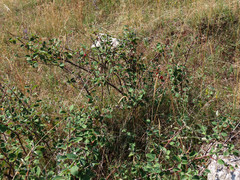 Cotoneaster pyrenaicus