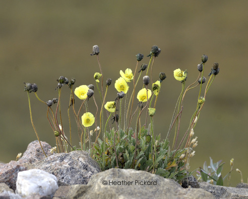 Arctic Poppy