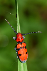Tetraopes varicornis