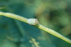 Piezodorus guildinii