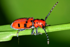 Tetraopes varicornis