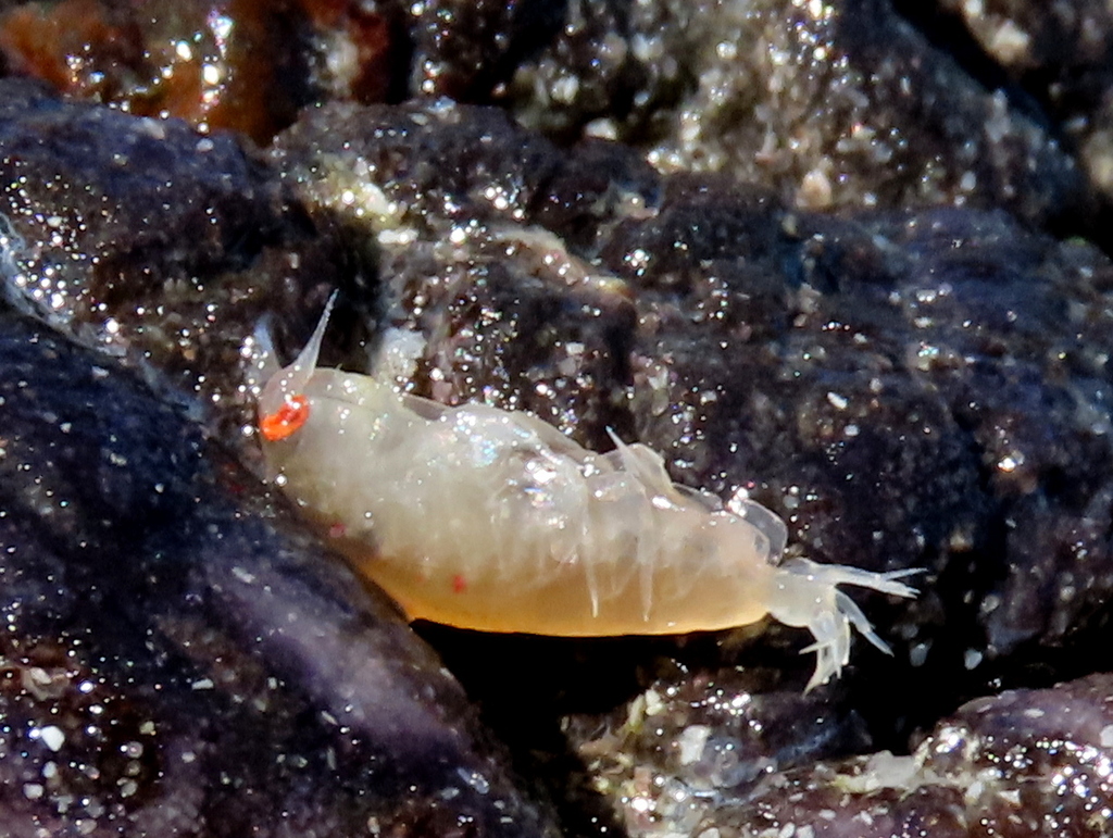 Paramoera capensis