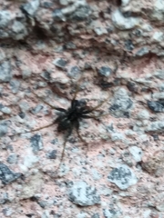 Araneomorphae