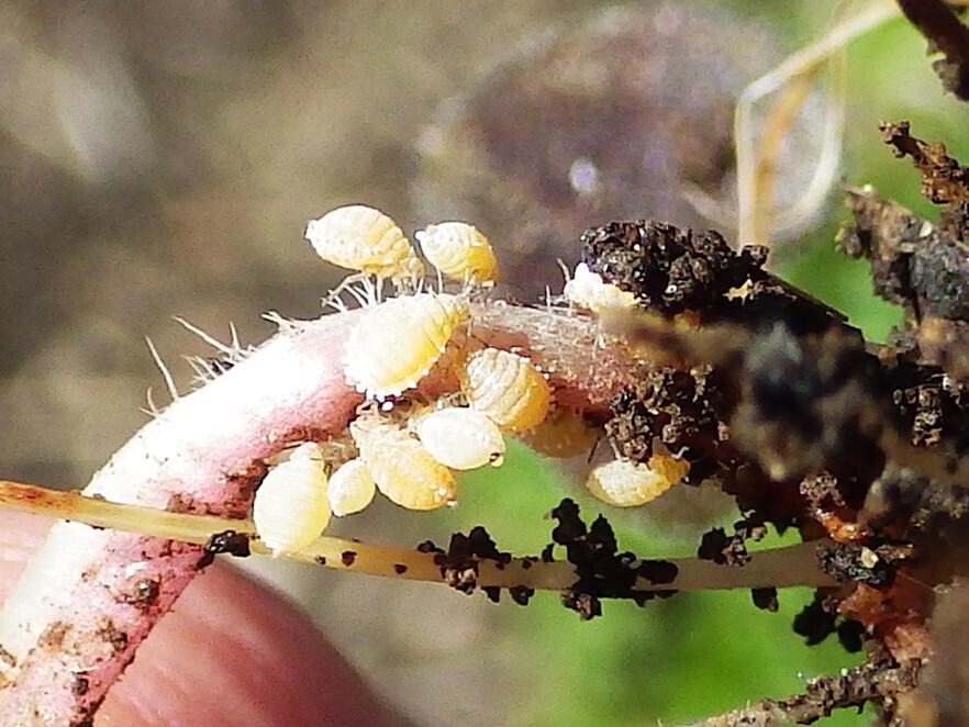 Gall Making Woolly Aphids and Gall-making Aphids from Schuyler County, NY, USA on ...