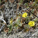 Arctic Cinquefoil - Photo (c) Heather Pickard, some rights reserved (CC BY-NC), uploaded by Heather Pickard