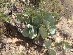 Opuntia macrocentra macrocentra