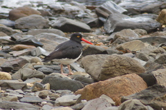Haematopus leucopodus