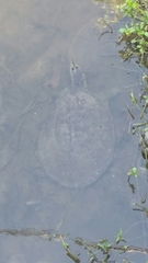 Apalone spinifera pallida