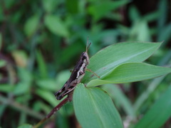 Pseudoxya
