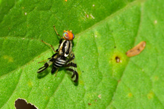 Rhagoletis striatella