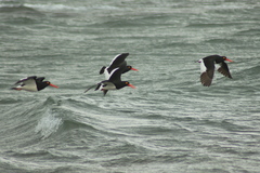 Haematopus leucopodus