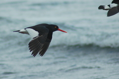 Haematopus leucopodus