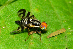 Rhagoletis striatella