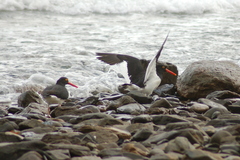 Haematopus leucopodus