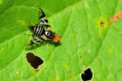 Rhagoletis striatella