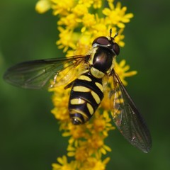 Epistrophella emarginata