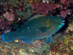 Knobsnout Parrotfish photo 1