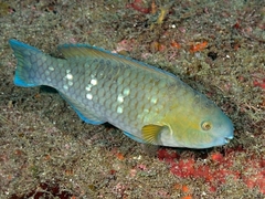Knobsnout Parrotfish photo 2
