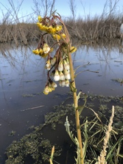 Tephroseris palustris