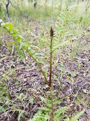 Pedicularis bracteosa