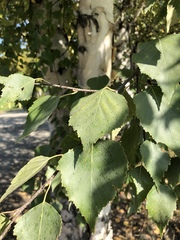 Betula neoalaskana