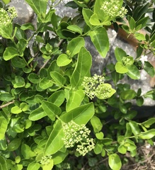 Premna serratifolia