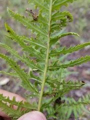 Pedicularis bracteosa
