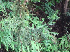 Cunninghamia lanceolata