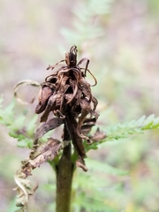 Pedicularis bracteosa