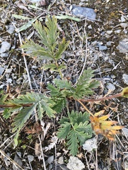 Potentilla pensylvanica