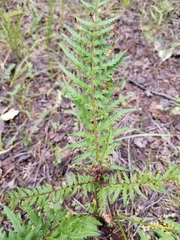 Pedicularis bracteosa