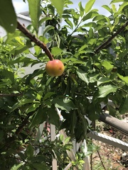 Prunus salicina