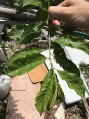Prunus salicina