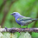Golden-chevroned Tanager - Photo (c) Dario Sanches, some rights reserved (CC BY-SA)