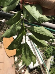 Prunus salicina