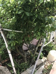 Prunus salicina