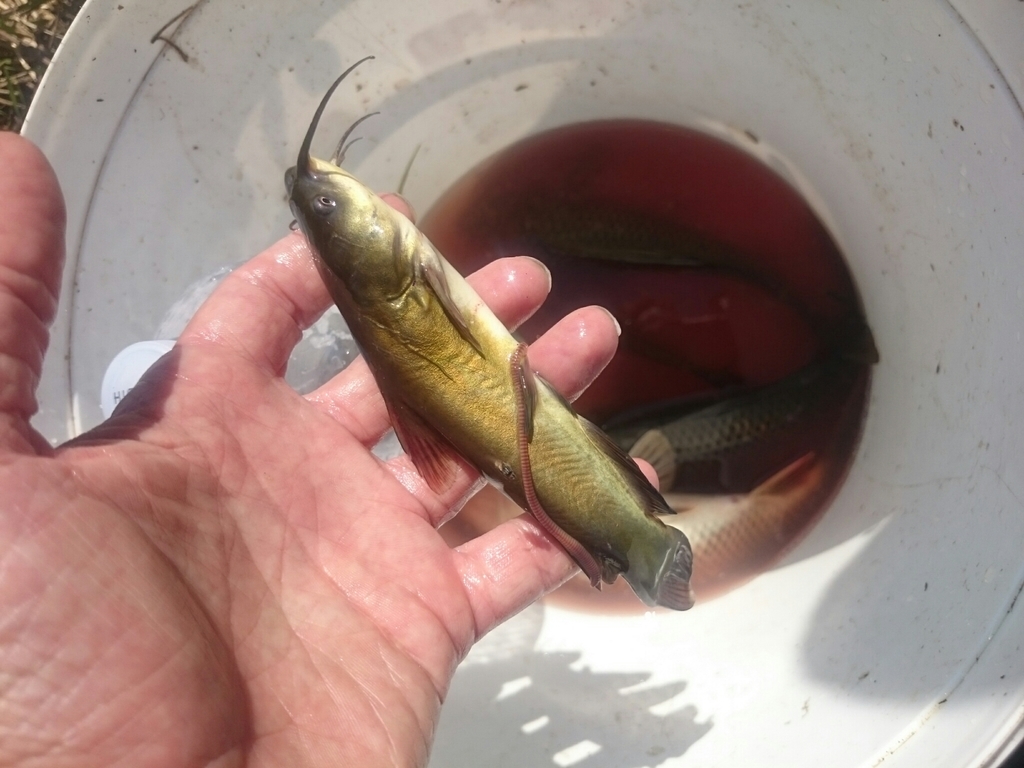 Poisson-chat commun