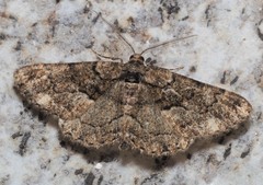 Peribatodes ilicaria
