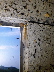 Protohermes xanthodes