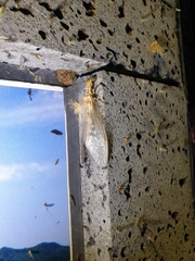 Protohermes xanthodes