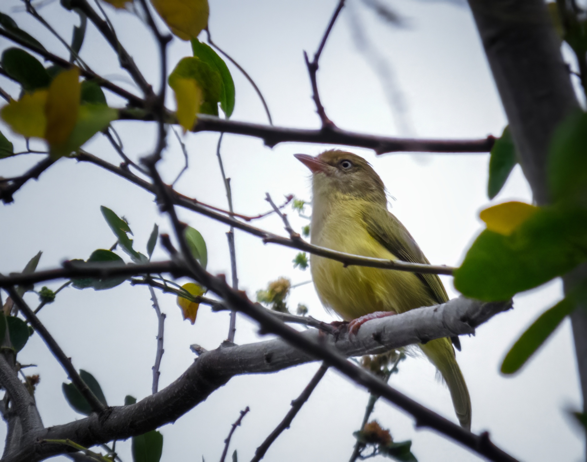 Scrub Greenlet (Hylophilus flavipes), photo 9