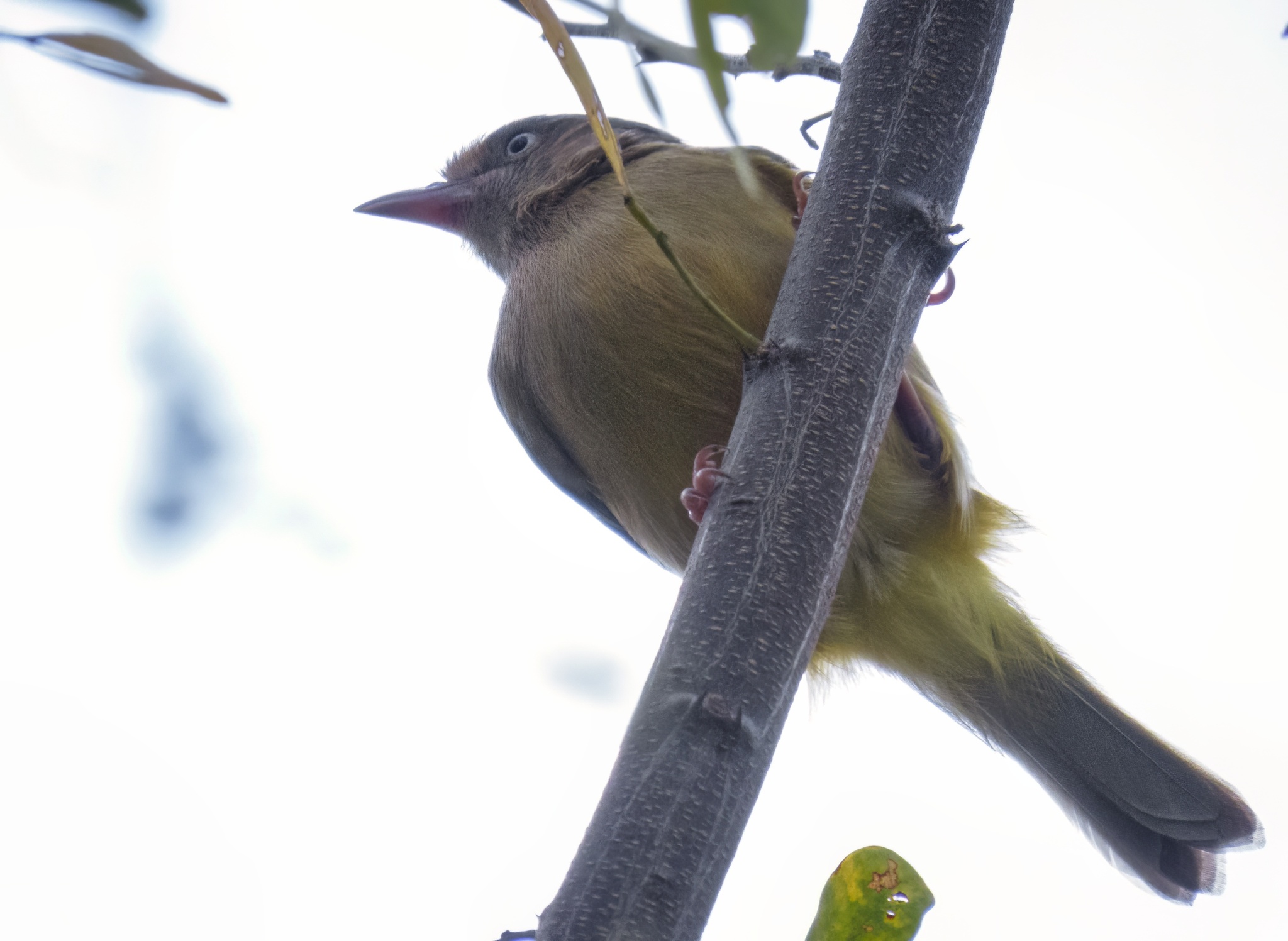 Scrub Greenlet (Hylophilus flavipes), photo 10