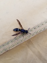 Ancistrocerus albolacteus